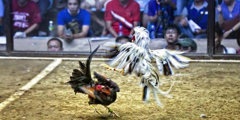 Đá Gà Trực Tiếp C5 - Trải Nghiệm Siêu Kịch Tính Tại Fun88