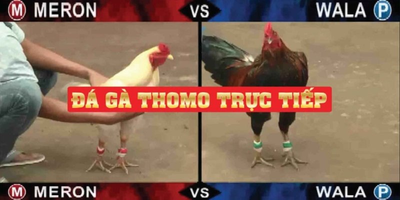 Live đá gà Thomo phát trực tiếp các trận đấu cực chất