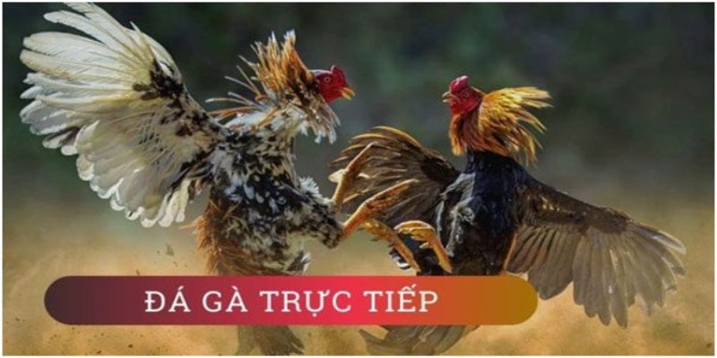 Live đá gà Thomo truyền tải những hình ảnh sắc nét