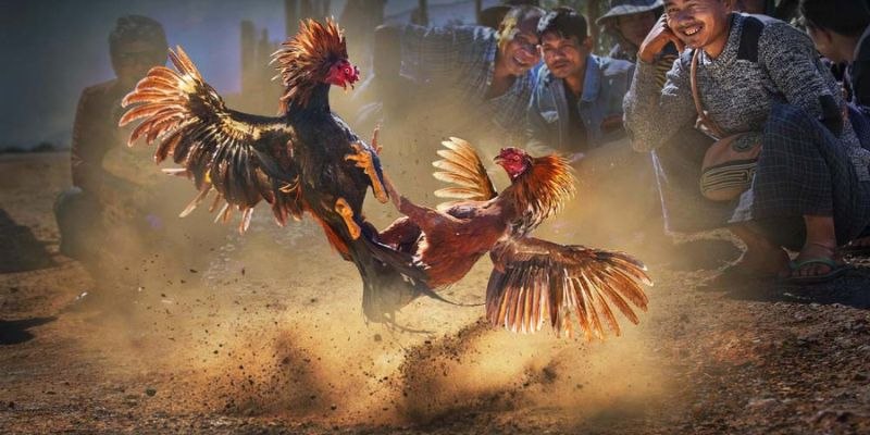 Live đá gà Thomo - Tận hưởng những trận chiến đầy cảm xúc