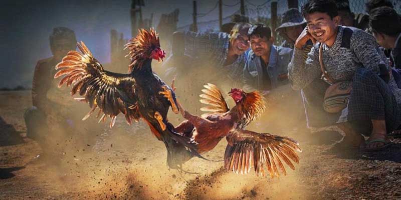 Giới thiệu khái quát về đá gà cựa dao trực tiếp