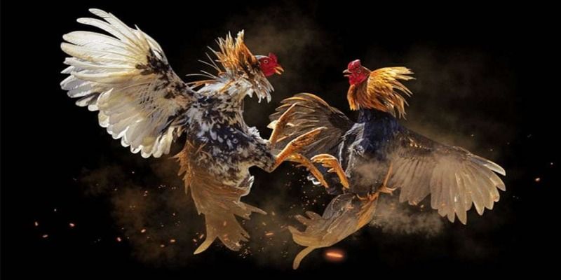 Giải mã lý do nhiều thành viên yêu thích gà cựa dao